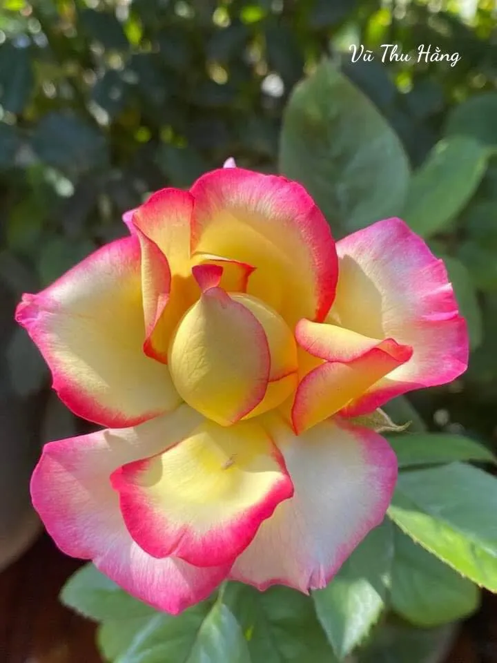 Giấy Ngắn Tình Dài