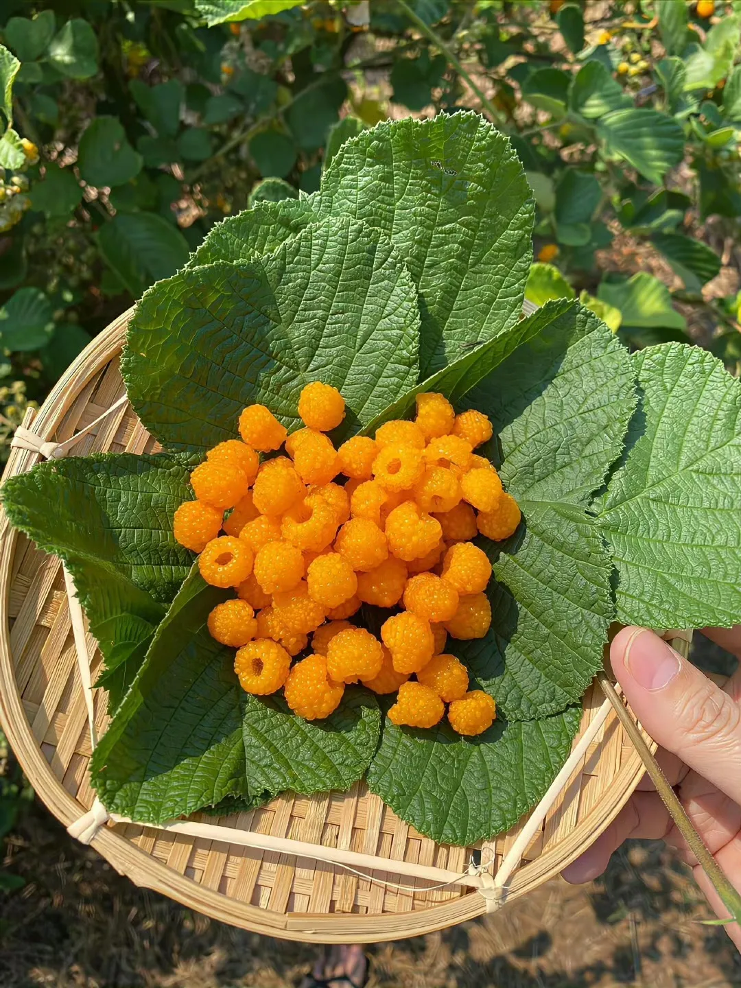 Kế Hoạch Lấy Lại Công Lý Cho Vợ Yêu